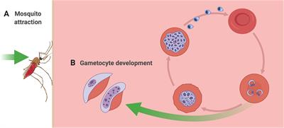 Mining the Human Host Metabolome Toward an Improved Understanding of Malaria Transmission